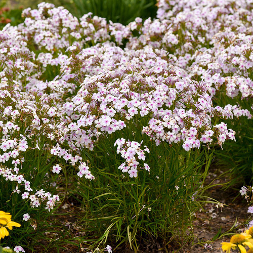Opening Act Pink-a-Dot Phlox | Plant Addicts