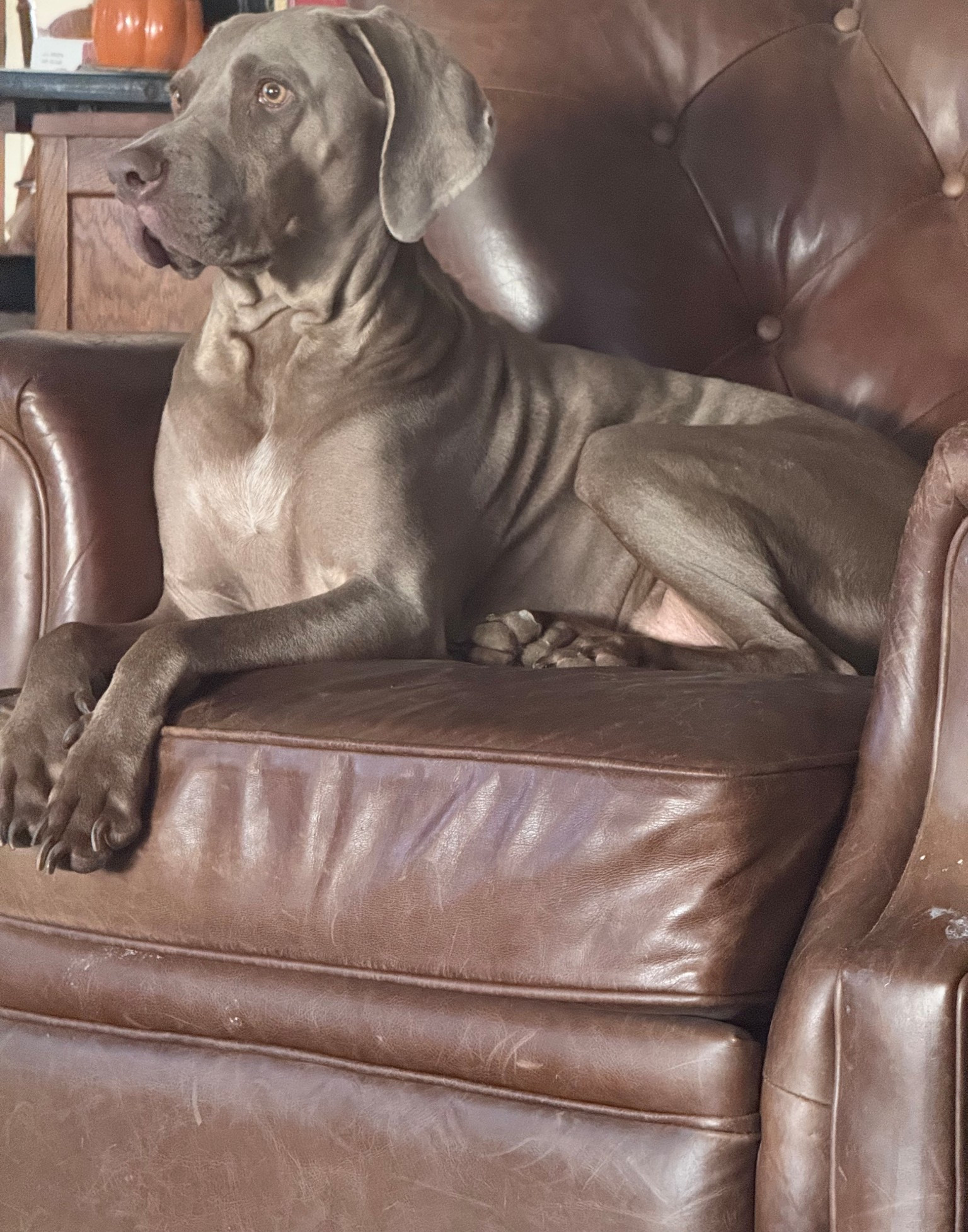 This leather button tufted recliner is perfect for your Ralph Lauren Christmas (and Ralph Lauren inspired living room throughout the year!). ❤️

#LTKHome #LTKSaleAlert #LTKGiftGuide