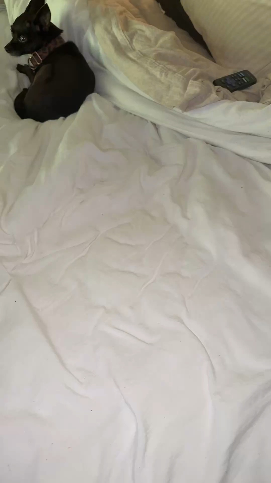 @lululemon and Aritzia haul #lululemonhaul #aritziahaul #aritzialemonade

#LTKU