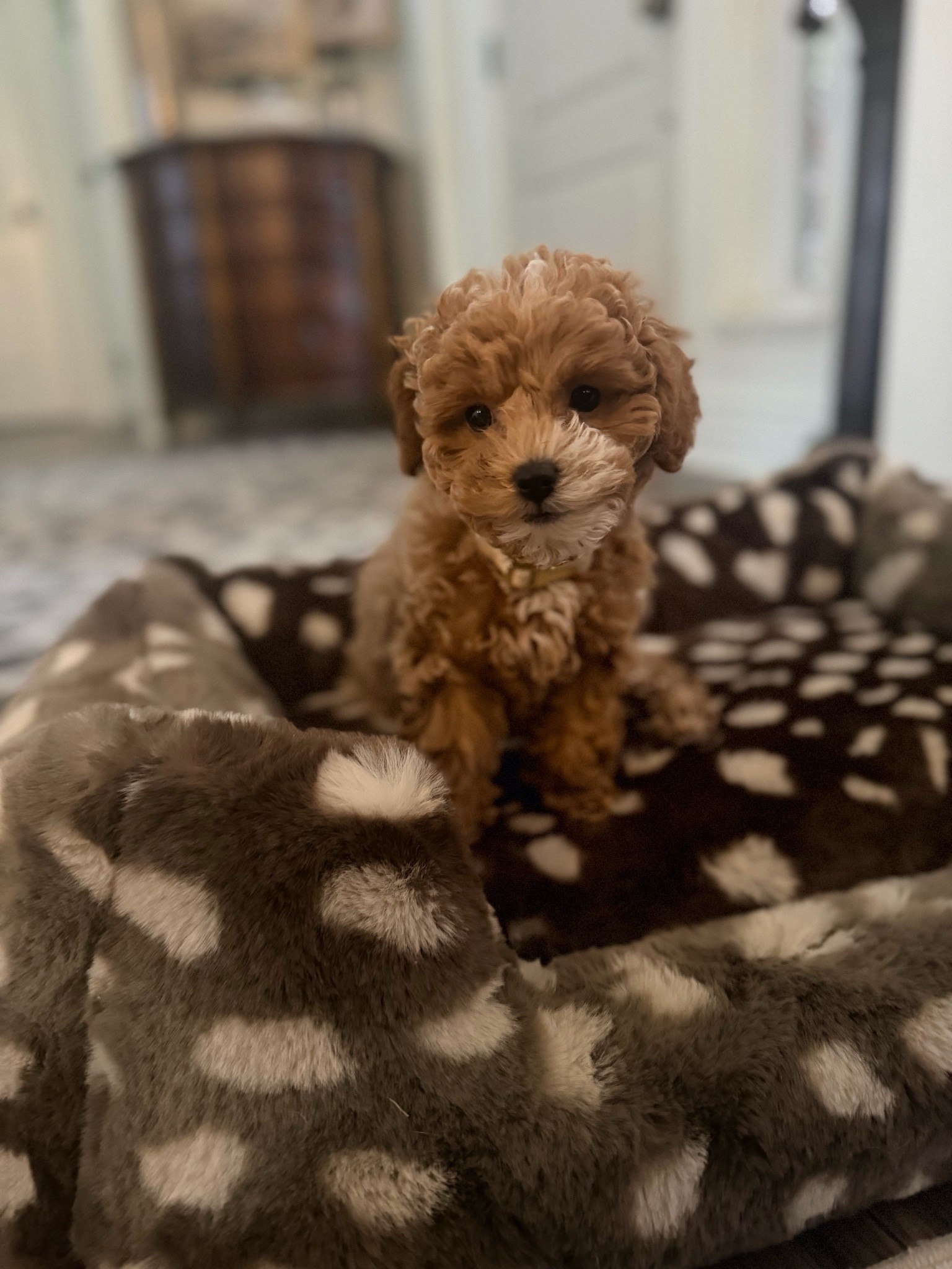 luxury dog bed