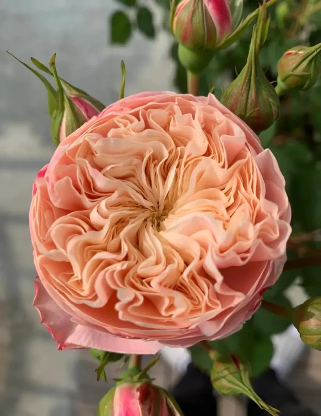 Victoria Classic — Rare Dutch Creamy Pink Rose — High Disease Resistance — 12-Day Long Vase... | Etsy (US)