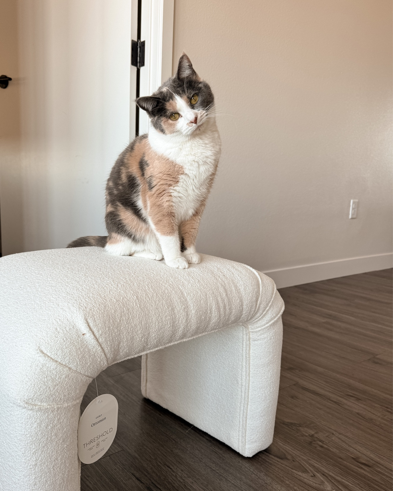 The cutest, cat-proof ottoman! The boucle fabric is perfect. Obsessed with the aesthetic! #targetfind #target #cat #ltkpets 

#LTKhome #LTKfindsunder100