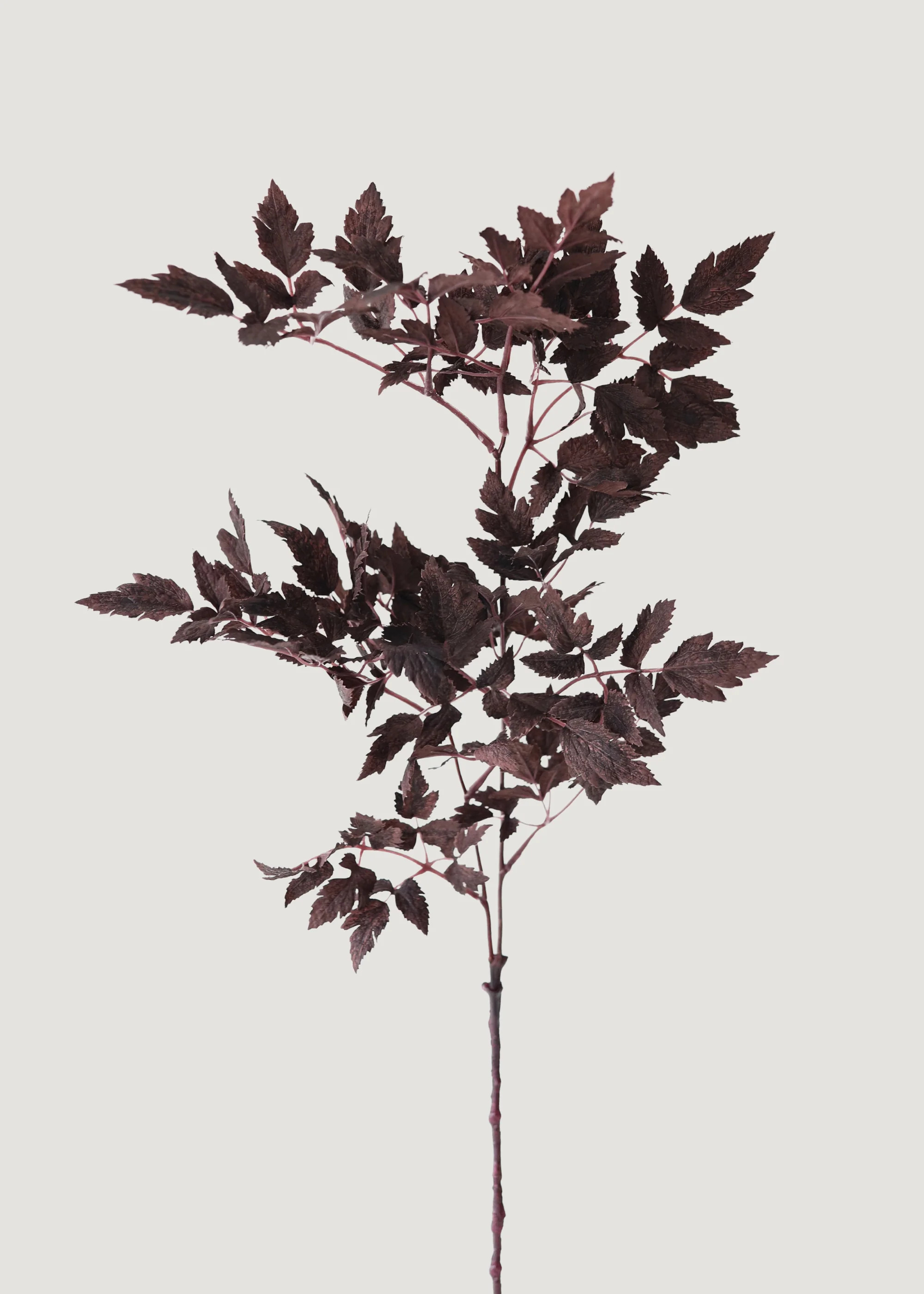 Plum Purple Cimicifuga Ramosa Foliage | Fake Fall Leaves | Afloral.com | Afloral