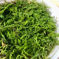 Fern Moss Thuidium Delicatulum Live Terrarium | Etsy (US)