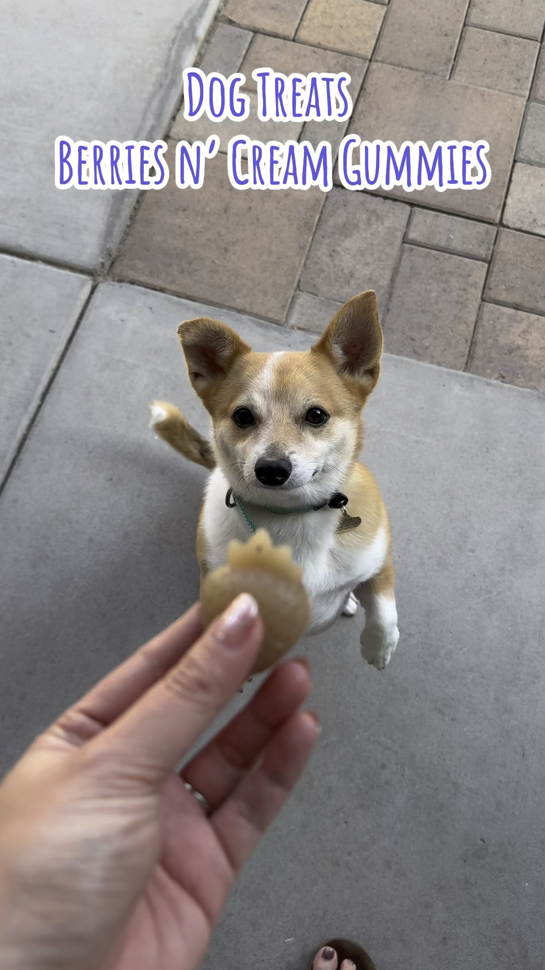 Making berries n’ cream gummies for my dogs! 🍓 These delectable healthy treats are perfect for your fur babies on a hot summer day! 🐶🐾

#LTKVideo #LTKFindsUnder50 #LTKFamily