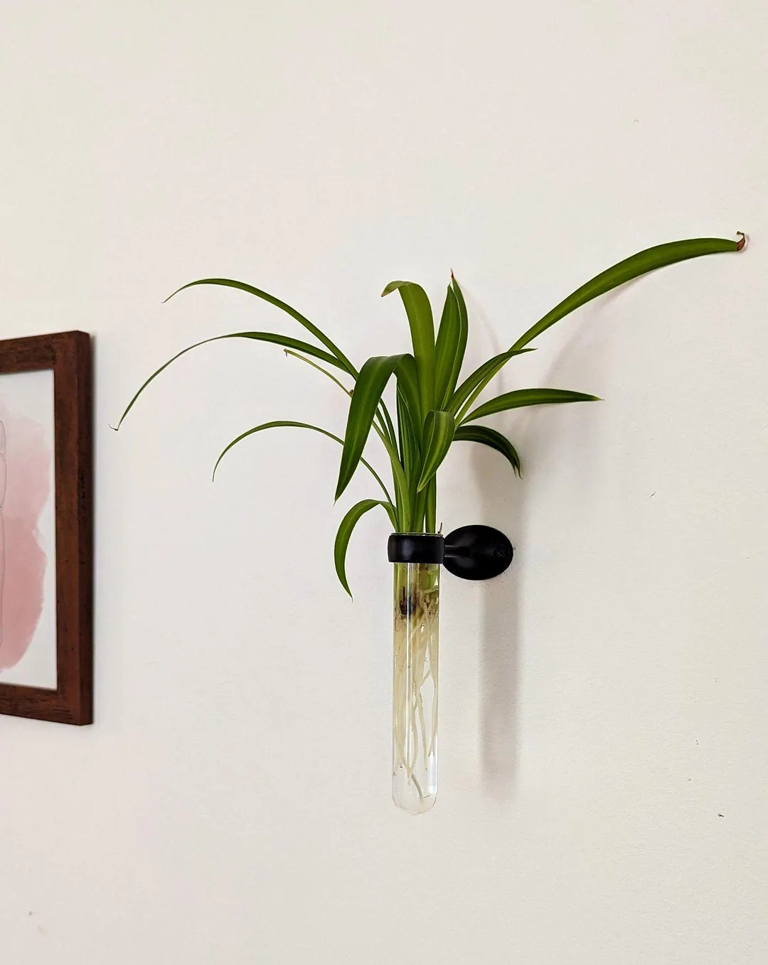 Single Propagation Vase With Mount - Etsy | Etsy (US)