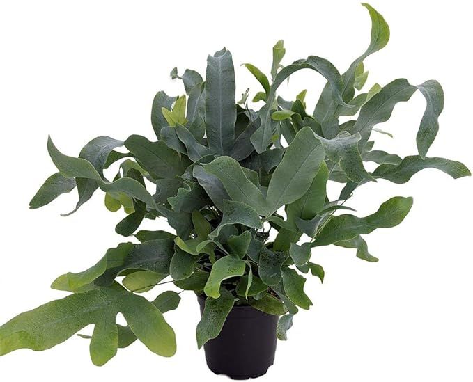 Blue Star Fern - 4" Pot - Phlebodium aureum - Easy House Plant | Amazon (US)