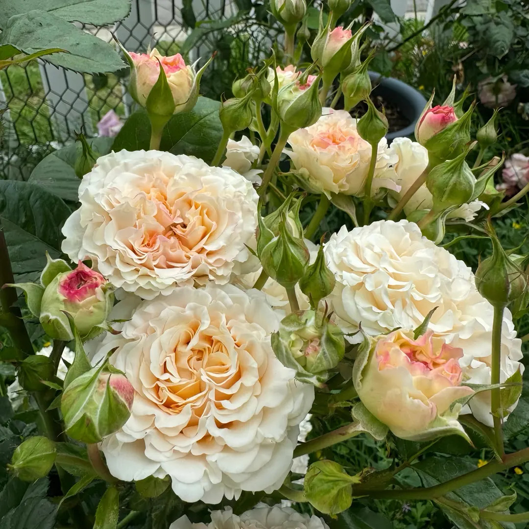 Rose wedding lover. 新婚爱人 | Etsy (US)