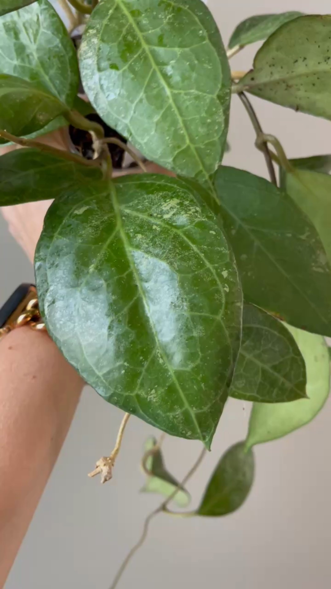 I didn’t know about #hoyaverticillatawayang until another Hoya collector friend sent this one. Since  then I’ve taken cuttings and divided it up among 3 different pots. I’m very excited to grow this one. It is very stunning!

Liz’s personal experience only…every environment is different:
🪴Name: Hoya verticillata wayang 
🪴Light: shaded outdoors
🪴Water: when dry
🪴Avg Temp last 30 days: 84F
🪴Relative Humidity last 30 days: 75%
🪴Fussy: not so far
🪴Rate of growth: seems to grow pretty rapidly
🪴Rareness: I don’t believe it’s very common
🪴Growing Medium: still in its rooting medium, my coco coir mix
🪴Growing location: outside 
🪴Fertilizer: I apply a nutrient-rich fertilizer tailored for Hoyas approximately every other watering when the plant isn’t dormant. It’s packed with essential macro and micronutrients, it’s the best I’ve found for hoyas!
🪴Rooting Method: in my custom coco coir mix
🪴Time In My Care: 10 months 
🪴Would Liz recommend this one: yes!

👍follow for more & 🏷️ save for future reference 

#ilovehoyas #hoyacollector #hoyahead #hoyaappreciation #hoyacollection #plantsmakemehappy #ihavethisthingwithplants #hoya #easilydistractedbyplants

#LTKFindsUnder100 #LTKHome #LTKFindsUnder50