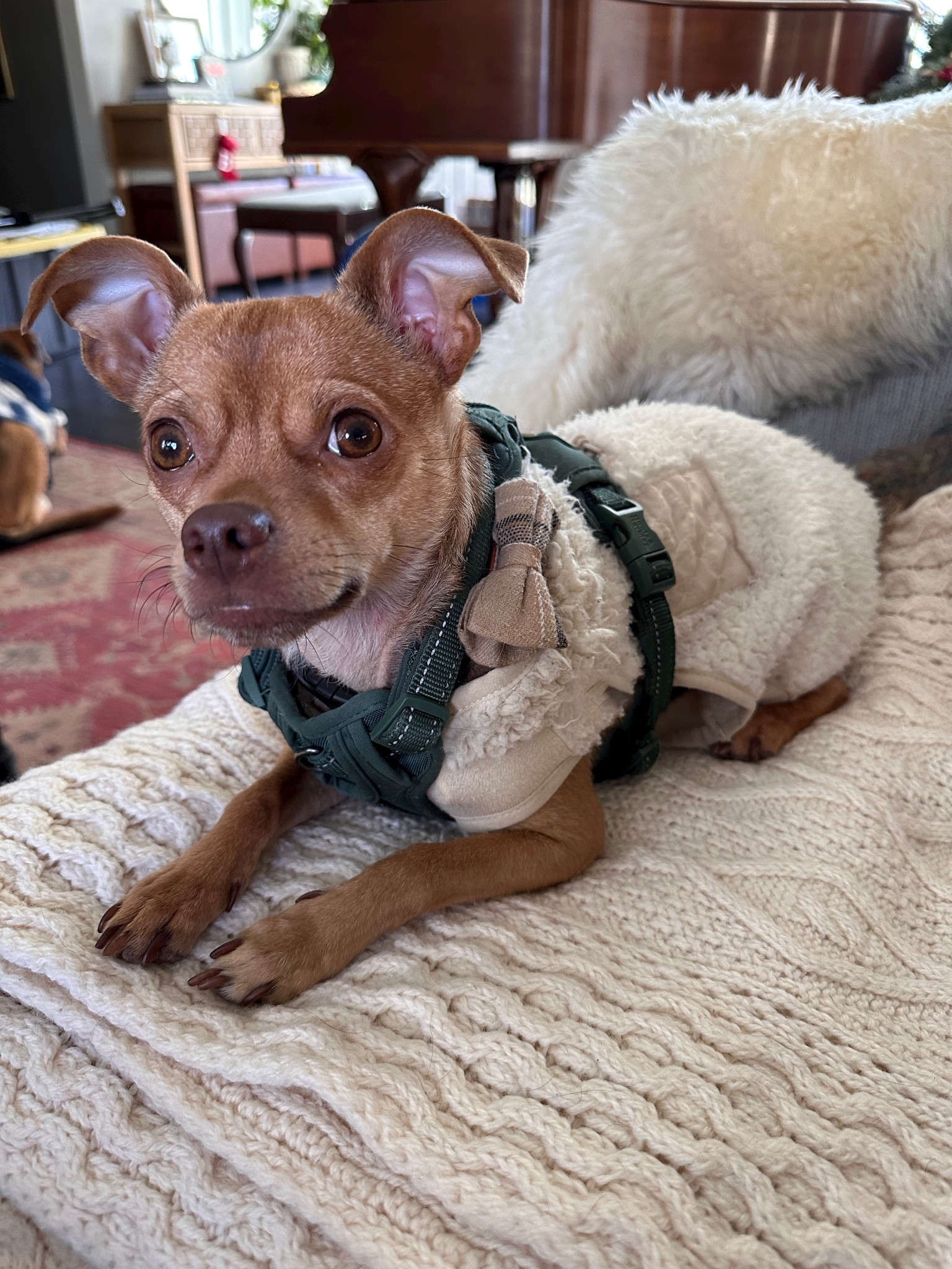 Our favorite combo so far this winter (but I need to get him a real coat and a holiday collar)

Dog sweater | dog coat | bow collar | dog collar | small dog 

#LTKSeasonal #LTKfamily #LTKHoliday