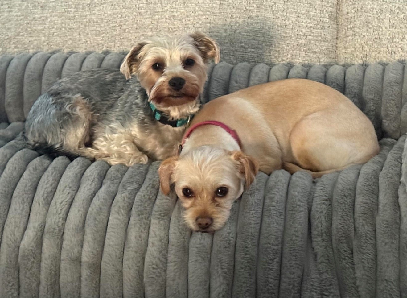 My pups are obsessed with this Pet Bed Mat….it’s cozy, stylish, and saves my couch from fur & scratches. Total win! 🐾

#LTKPets