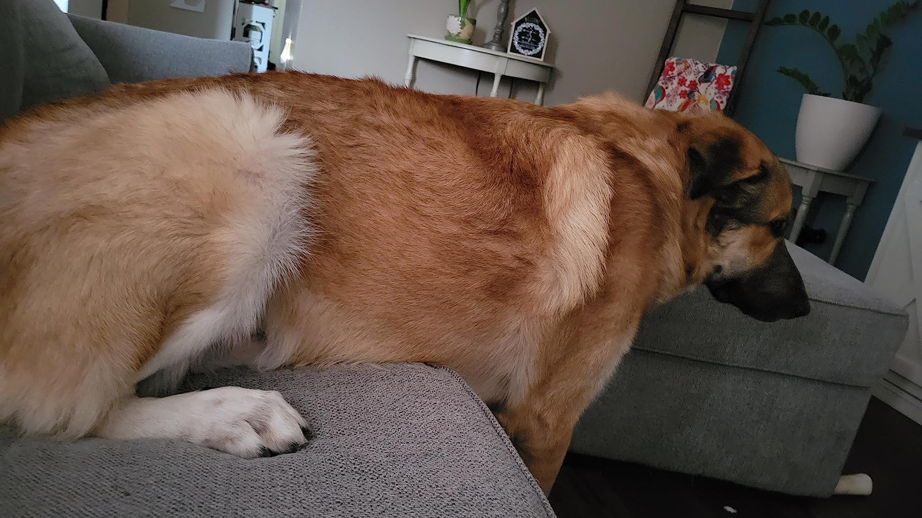 Omega 3 Fish Oil for Dogs (180 Ct) - Skin & Coat Chews - Dry & Itchy Skin Relief + Allergy Suppor... | Amazon (US)