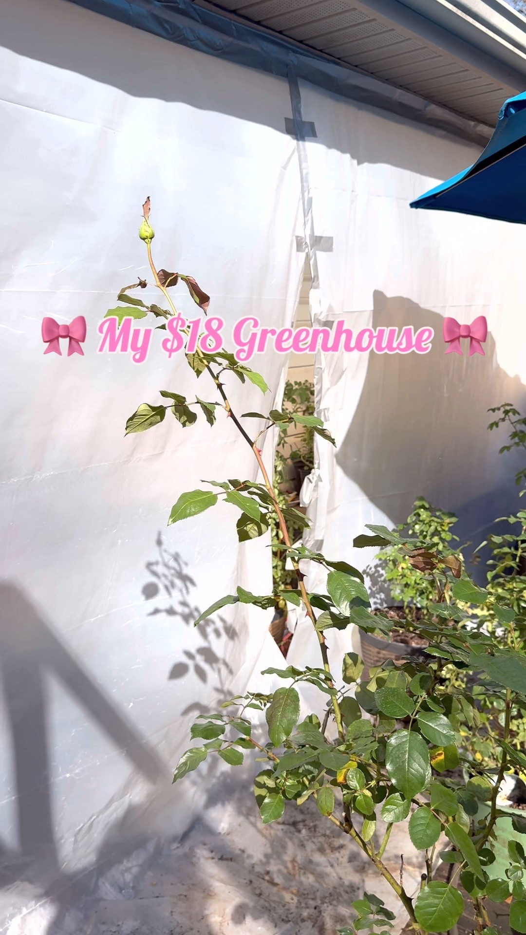Check out my $18 temporary greenhouse for this winter with me! 

#LTKSeasonal #LTKmorningroutine #LTKdayinmylife
