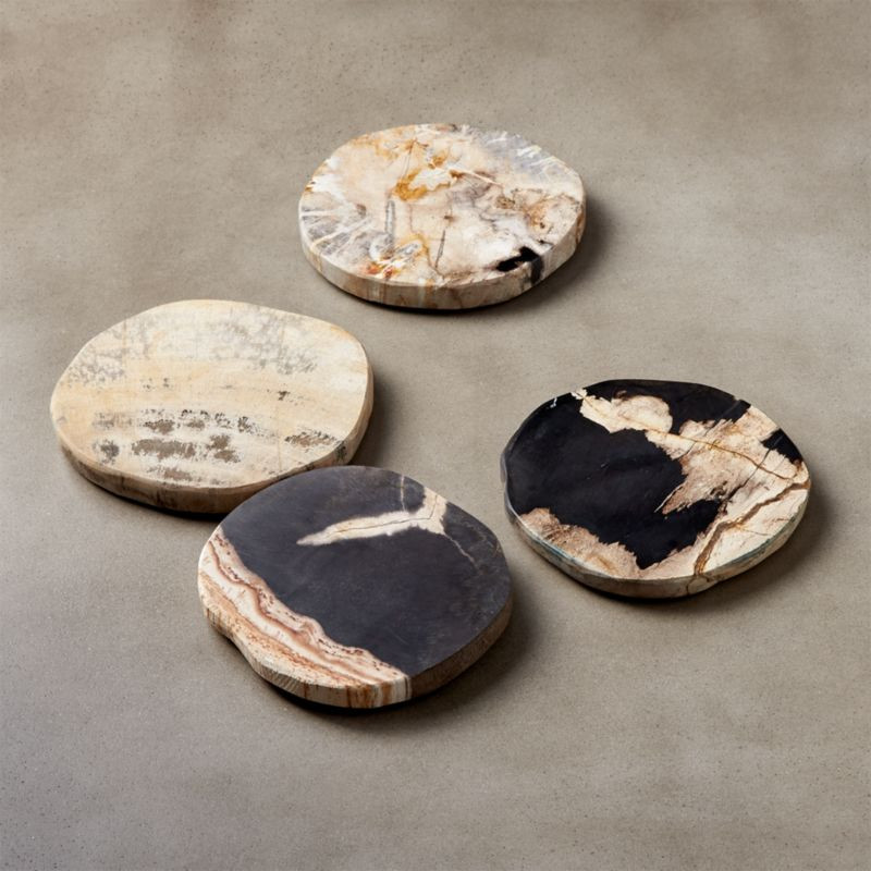 Ring Petrified Wood Coasters Set of 4 + Reviews | CB2 | CB2