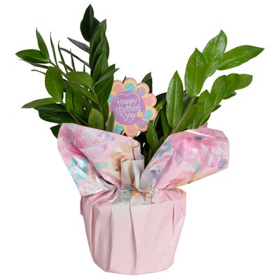 Costa Farms 1.34-Quart Zz Plant in Plastic Planter | Lowe's