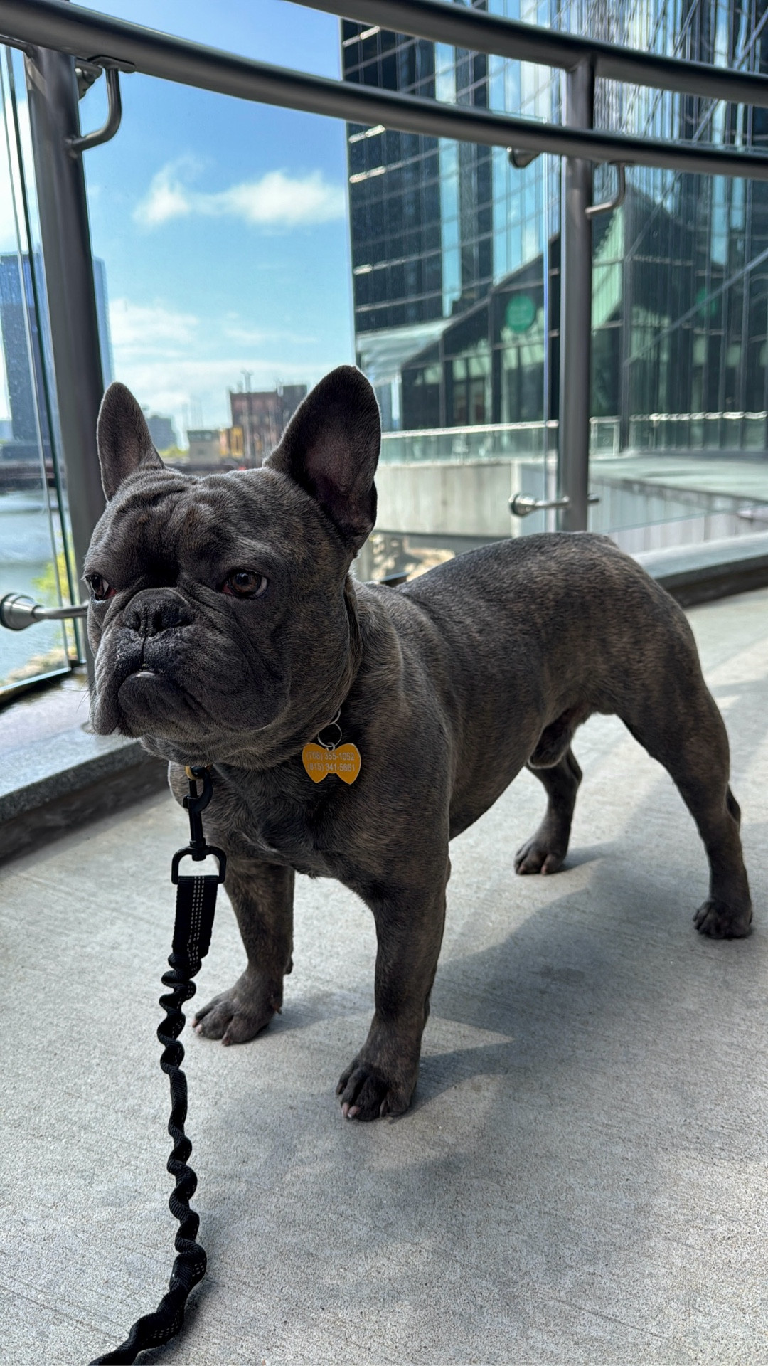 Louis met a few “friends” on our walk today 🐾👀

This hands-free leash has been a game changer. I wear it around my waist, but still have full control when he gets a little too excited 😂 It’s strong enough to hold my 32 lb Frenchie when he’s in his “protector mood” and gives me peace of mind every time we’re out.
Linked it for my fellow dog moms 🤎

#LifeWithLouis #DogMomLife #HandsFreeLeash #AmazonPetFinds #LTKDogMom

#LTKPets