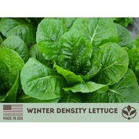 Winter Density Lettuce Seeds | Lactuca Sativa |Rare Romaine Heirloom Garden Gardening Survival Veget | Etsy (US)
