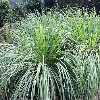 Outsidepride Cymbopogon Lemon Grass Aromatic, Fragrant Ornamental & Culinary Herb Garden Plant - ... | Amazon (US)