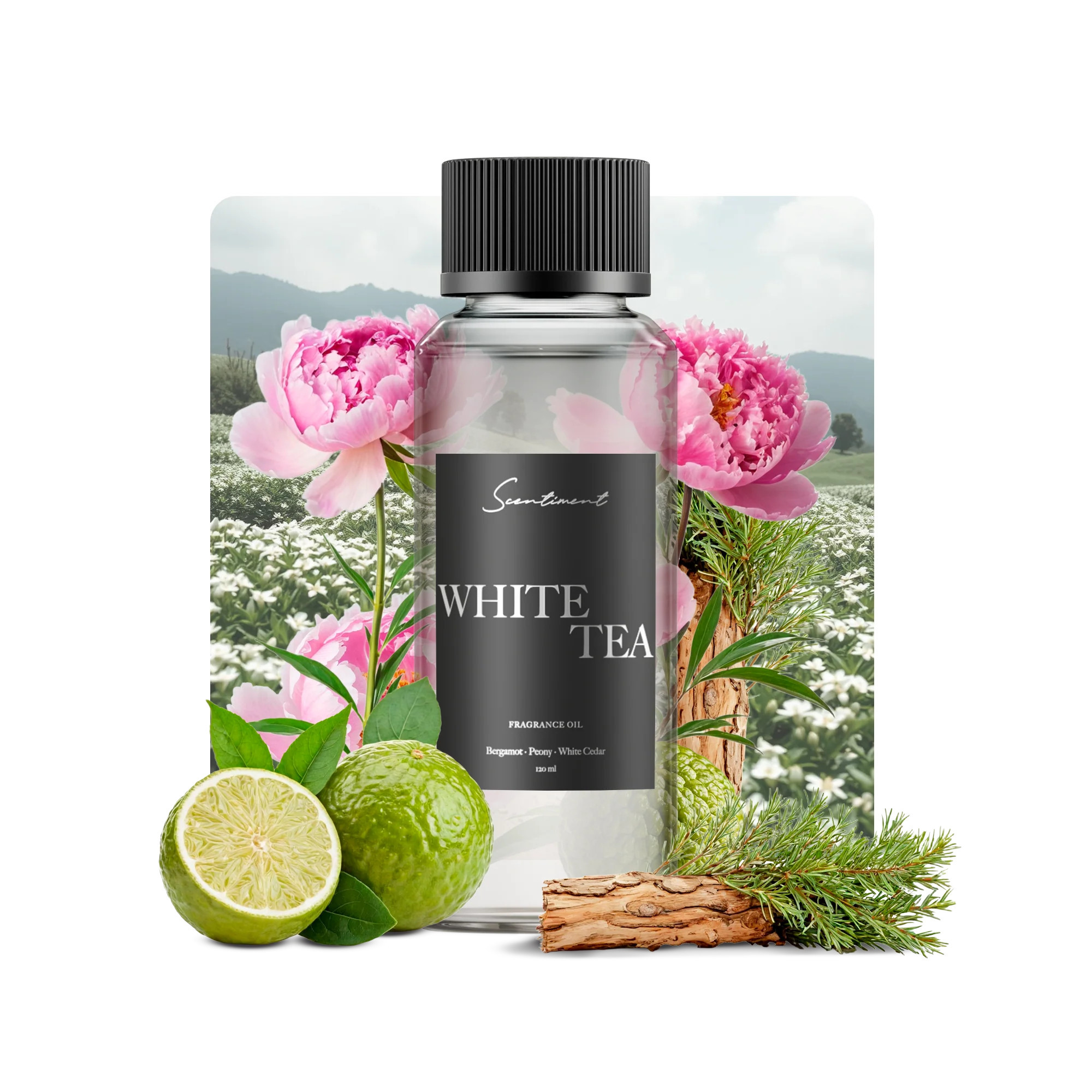 White Tea Fragrance Oil | Scentiment