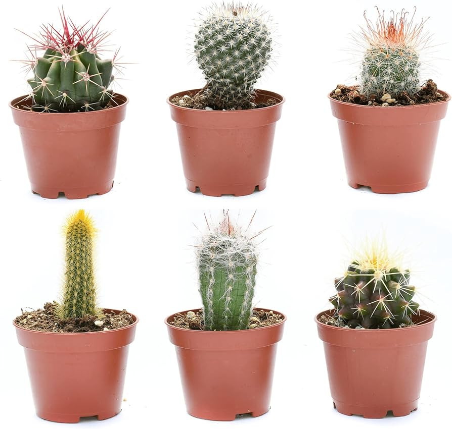 Cactus Plants Live – Small Assorted 2-Inch Cactus Plants – Fully Rooted Potted Cactus Plants ... | Amazon (US)
