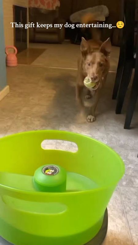 🐾 Calling all dog lovers! 🎾 Does your furry friend go bonkers for a game of fetch? 🐶 Meet our latest discovery: the go-fetch ball throwing machine! My dog loves this contraption; she just puts the balls in the center, and within moments, it throws it to her!
Grab Yours Here: https://amzn.to/3JiGef6

No more sore arms from endless throws, and she gets her exercise fix without wearing me out! 💪 Plus, it throws with an arch to it, so it will never pelt someone or hurt your dog. Safety first, right? 🙌

Watching her zoom after those balls with pure joy is priceless. 🌟 It's like having a personal tennis coach for your pup! 🎾 And let's admit it, there's something oddly satisfying about seeing those balls soar across the yard with precision. 🚀 Who knew fetch could be so high-tech and entertaining?

So, if your furry pal is a fetch fanatic like mine, this gadget might just be their new best friend. 🐕 Say goodbye to endless fetch fatigue and hello to endless fun! 🎉 Who's ready to upgrade their fetch game? 🐾 #dogtoy #playfetch #doglover #dogsarefamily #dogsarefunny #funnydog #cuteanimals #doglife #amazonpets #founditonamazon #amazonfinds #amazonfind

#LTKVideo #LTKhome #LTKActive