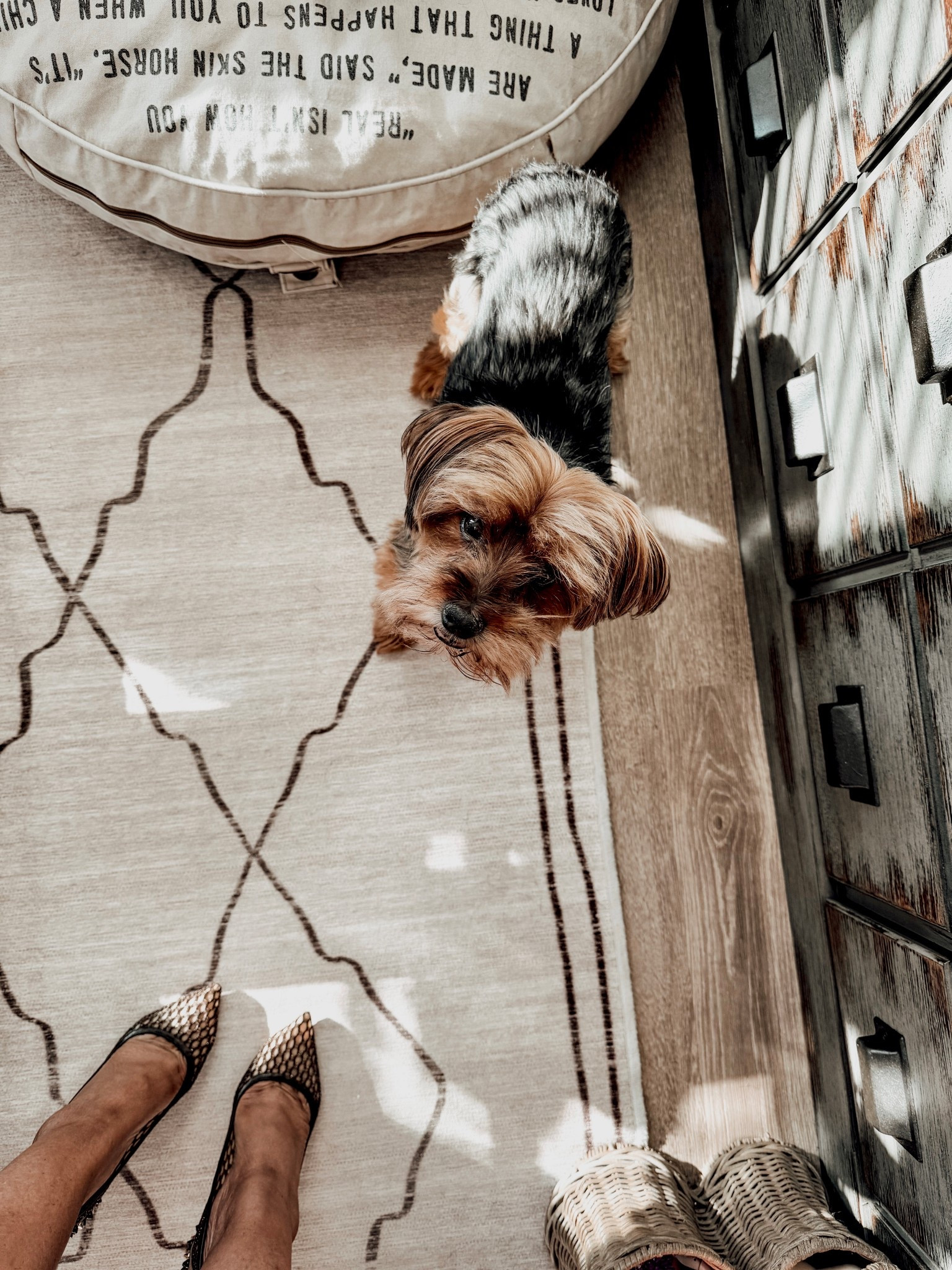 Clean Pet Home Finds: Washable rugs.

#LTKPets

#LTKspring #LTKHome