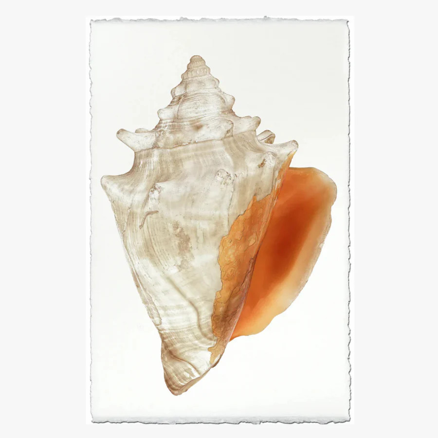 Fighting Conch Art Print | Dear Keaton