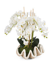 Orchids In Clam Shell | TJ Maxx