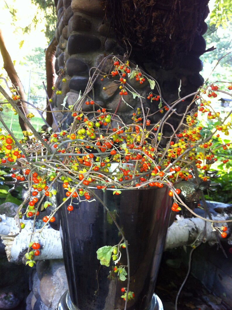 PRESALE - Bittersweet - Fresh Cut | Etsy (US)