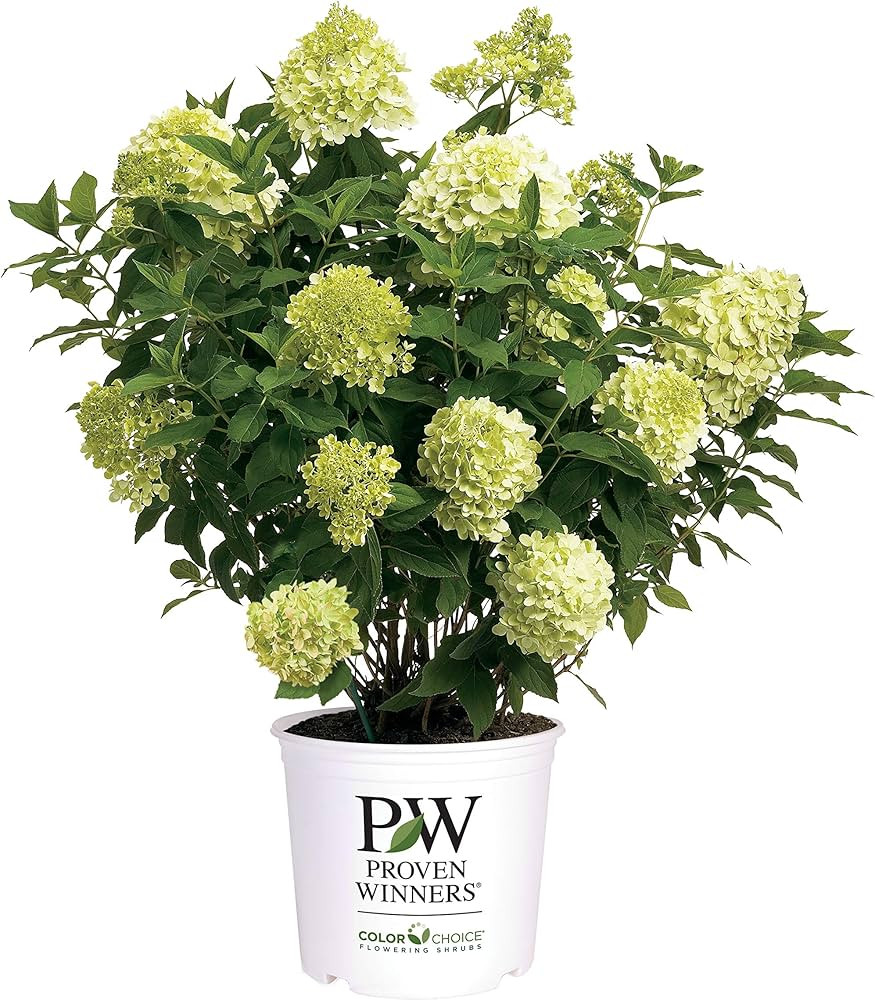 2 Gal. Limelight Prime Hydrangea Shrub | Amazon (US)