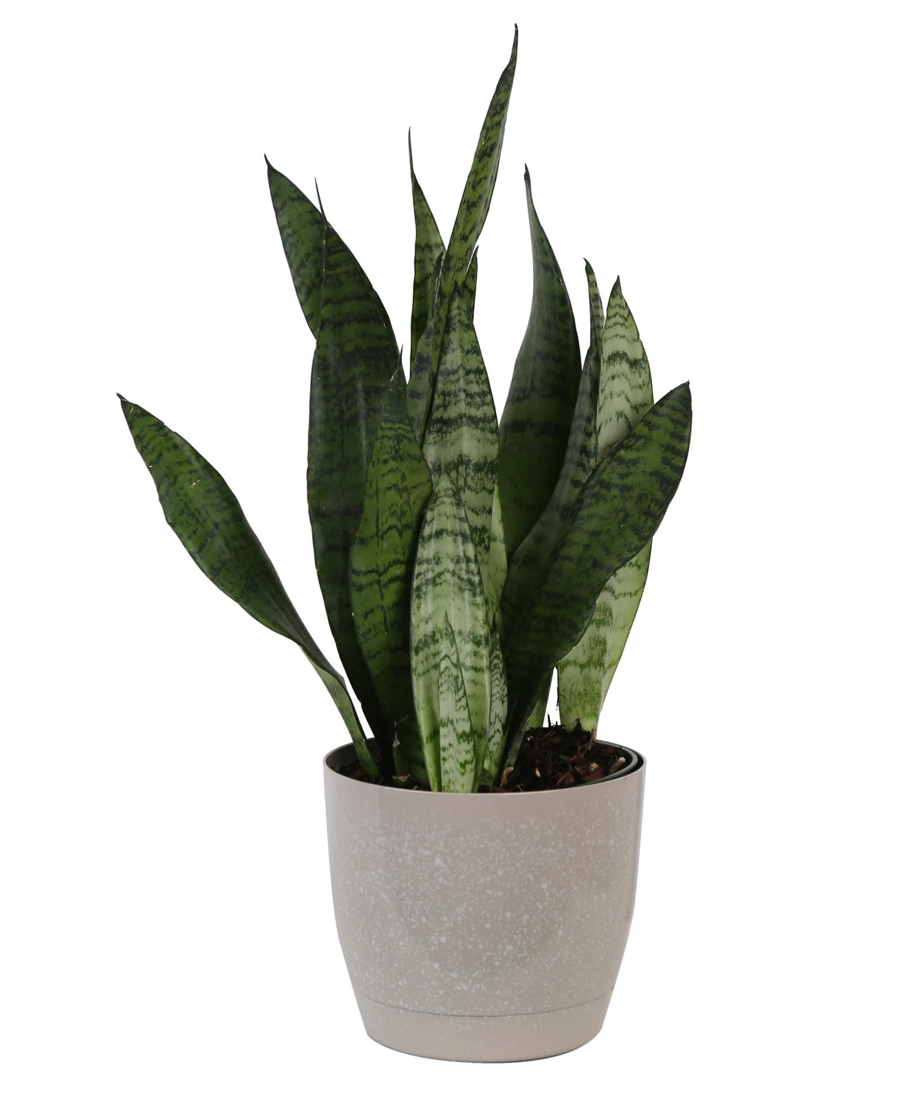 Costa Farms Indoor Snake Plant Sanseveiria Grower's Choice House Plant in 5-inch Décor Pot & Rev... | Wayfair North America