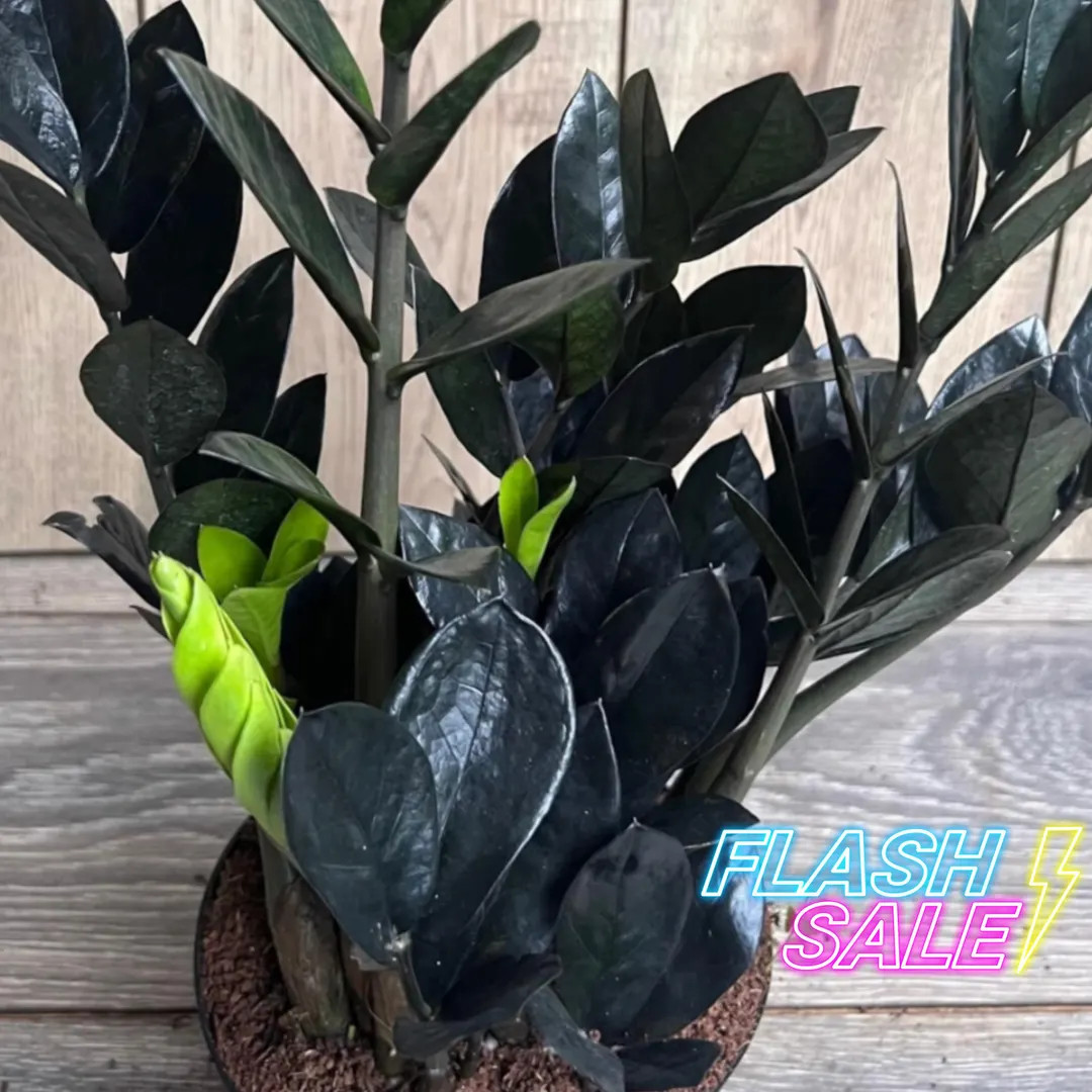 Zz Live Plant Black Queen | Low Light House Plants | Zz Houseplants Fully Rooted | Easy Care Low ... | Etsy (US)