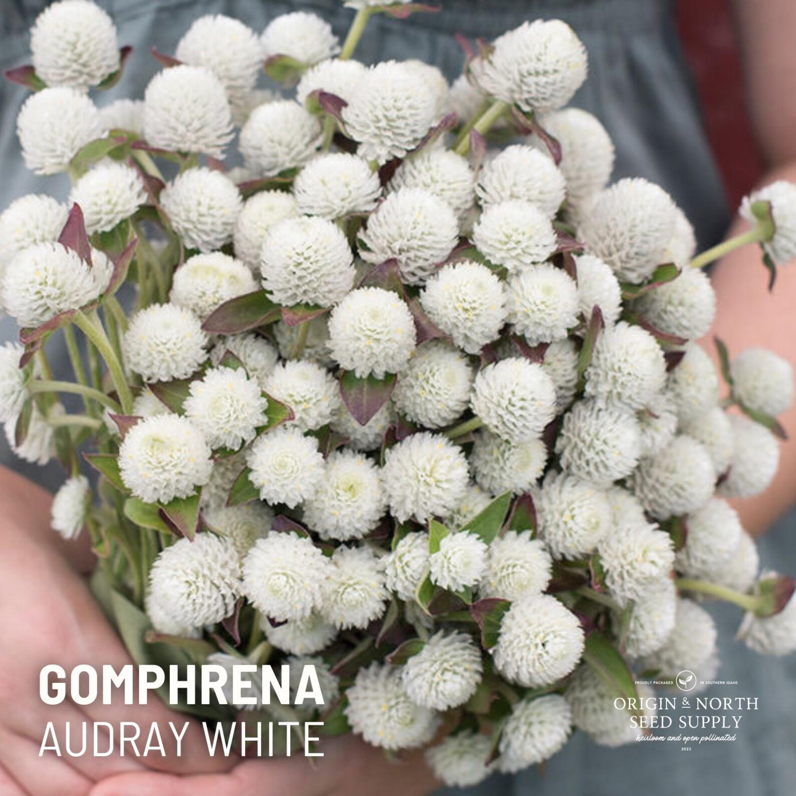 Audray White Gomphrena 25 Seeds, Heirloom Flower Seeds - Etsy | Etsy (US)