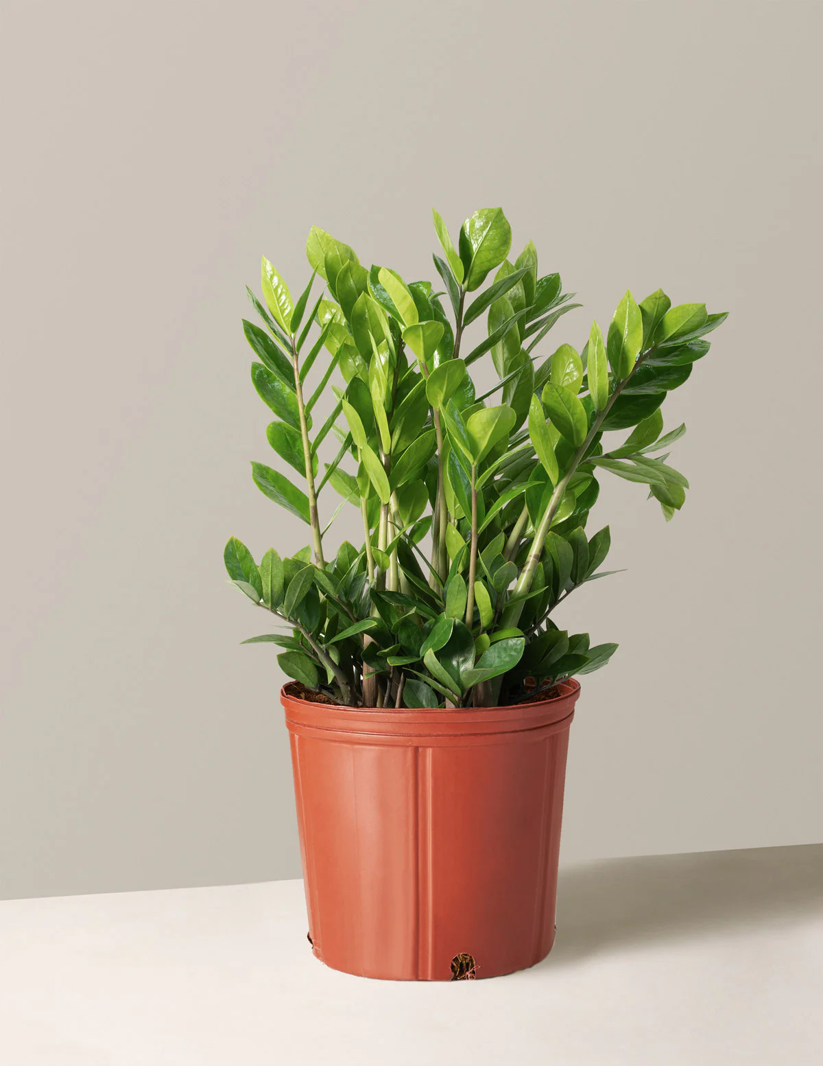 Large ZZ Plant | The Sill