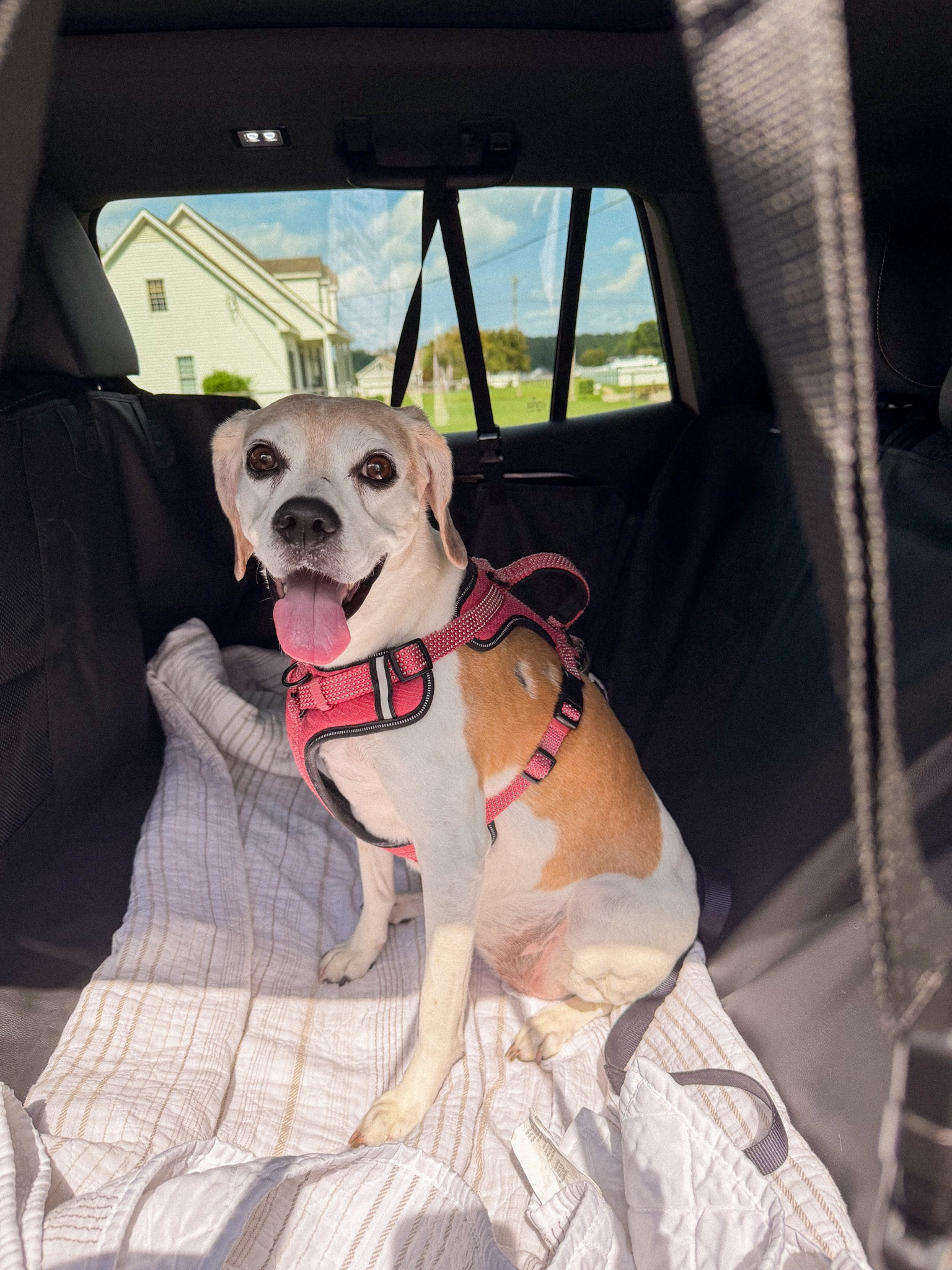 back seat car dog cover

#LTKHome