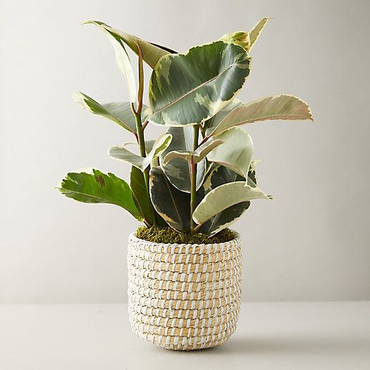 Ficus Tineke Plant, Basket Pot | Terrain