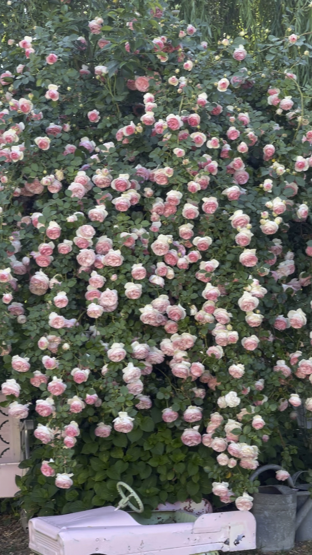 Garden gift idea! If you’re searching for the perfect holiday gift for the floral lover or gardener in your life, you can’t go wrong with this beautiful pink climbing rose! 💐

#LTKSeasonal #LTKHome #LTKGiftGuide