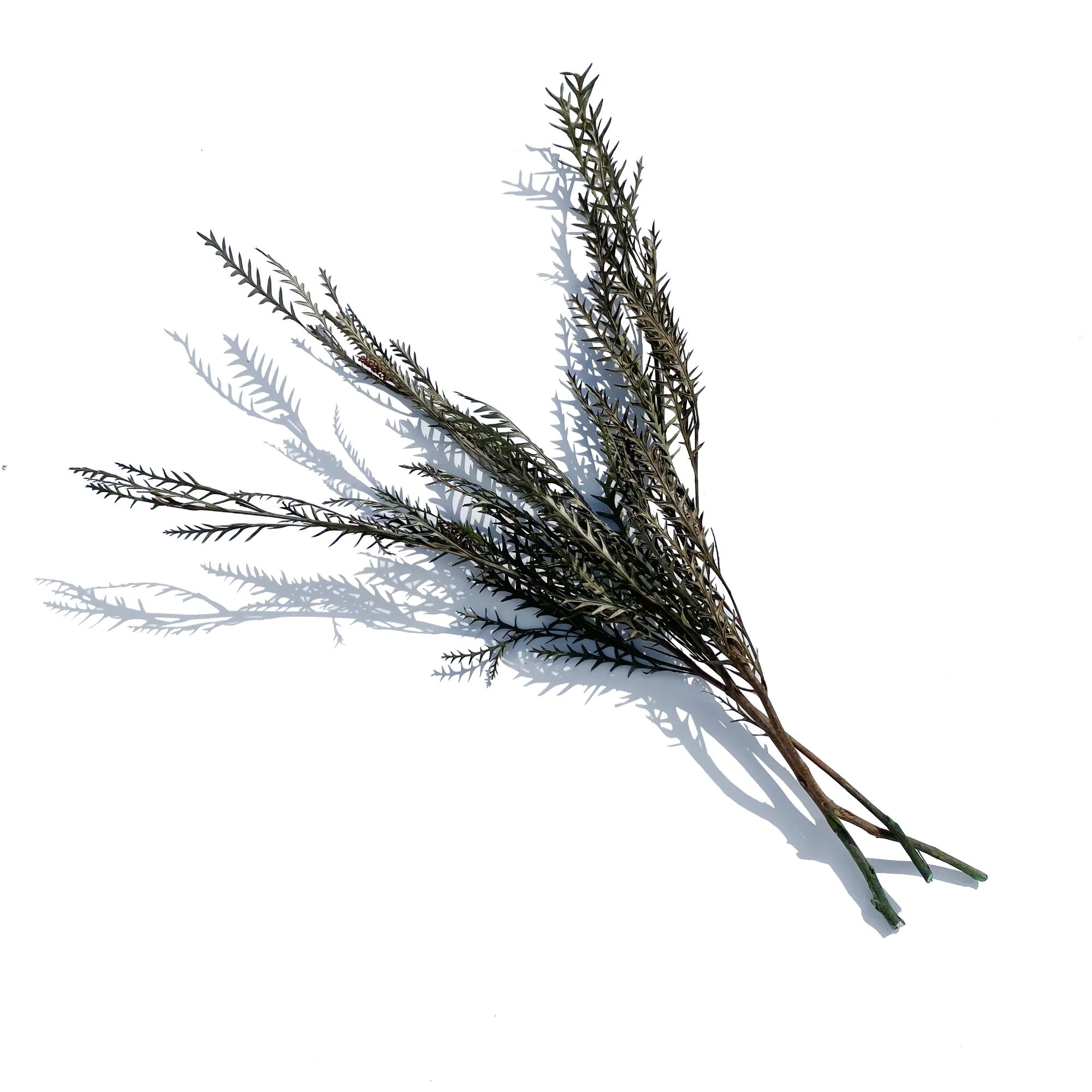 Olive Sword Leaf Fern, Set of 3 | StyleMeGHD