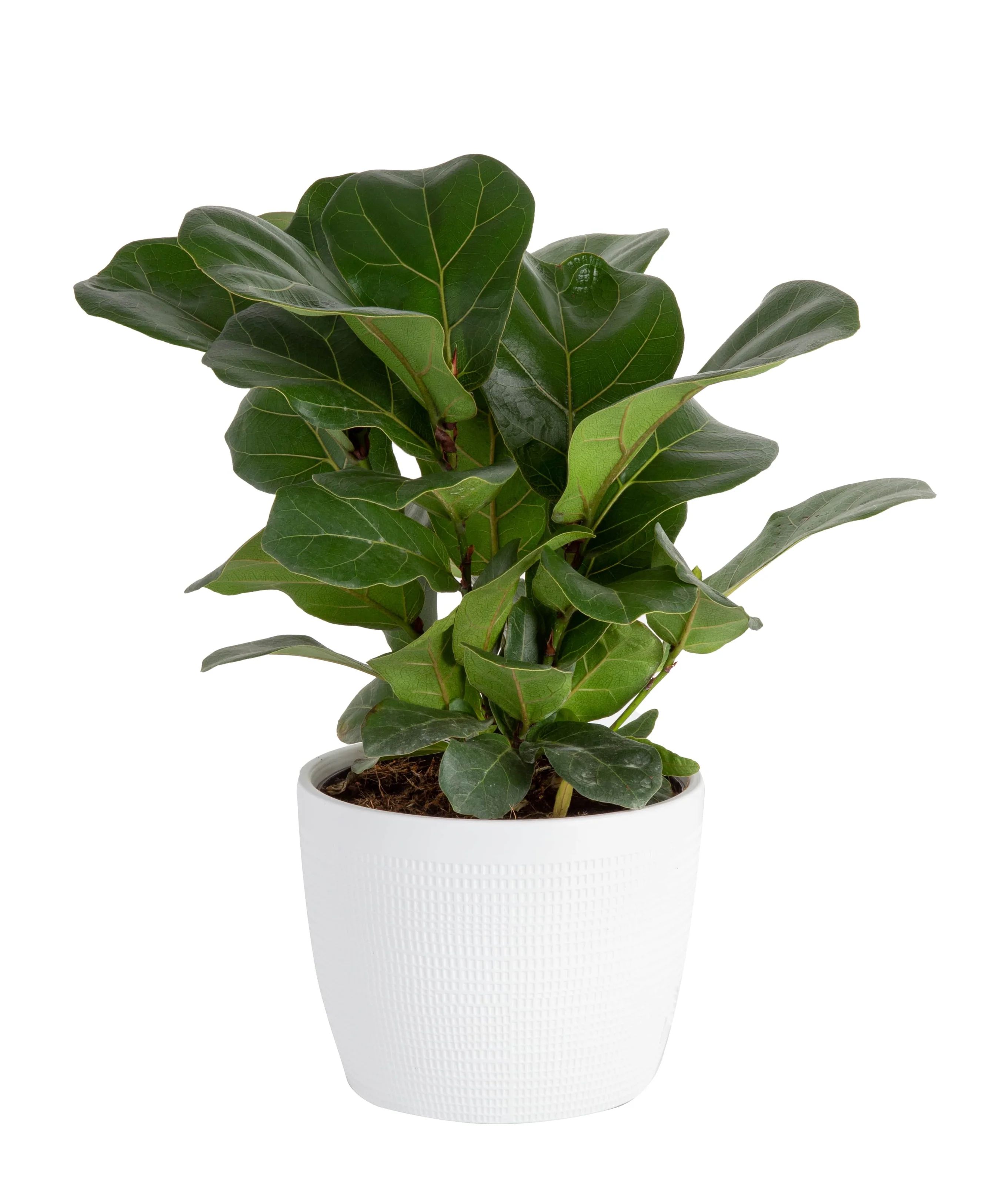 Costa Farms 12'' Trending Tropicals Fiddle Lef Fig Plant Desktop Plant in a Ceramic Planter with ... | Wayfair North America