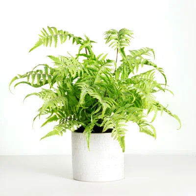 18'' Artificial Fern Plant In Planter | Wayfair North America