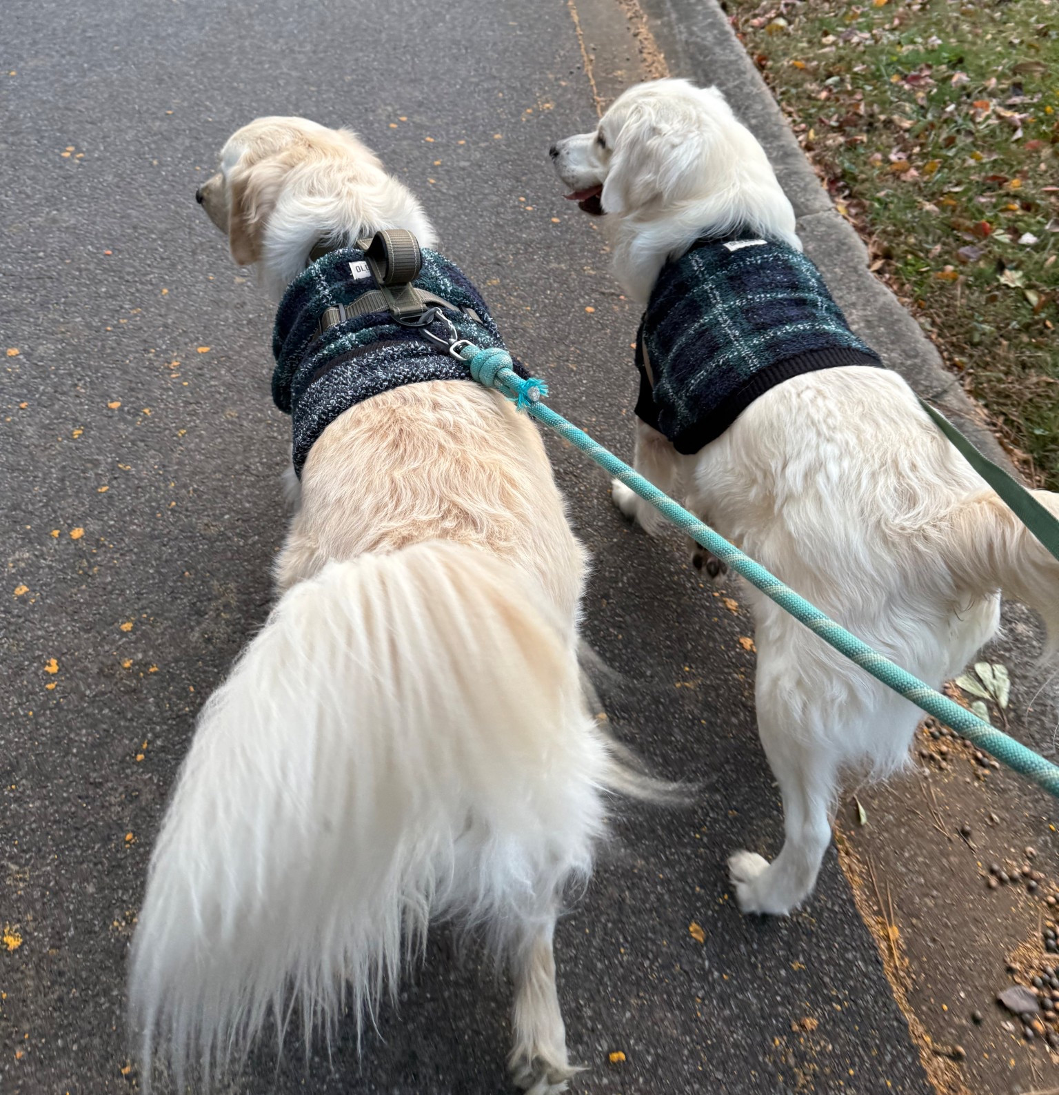 Dog Christmas sweaters! On sale right now at old navy!! 

#LTKSaleAlert #LTKStyleTip #LTKHoliday