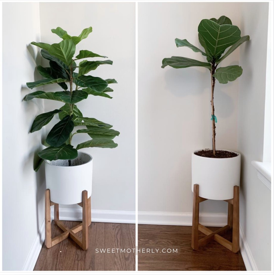 Ok friends! One of these is fake and one is real - can you tell which one?! LOL

low maintenance houseplants
indoor greenery decor
air purifying plants
stylish potted plants
beginner friendly plants
small space plant ideas
trendy indoor foliage
plant shelf styling
sun loving indoor plants
pet friendly houseplants

#LTKHome #LTKSeasonal #LTKSaleAlert