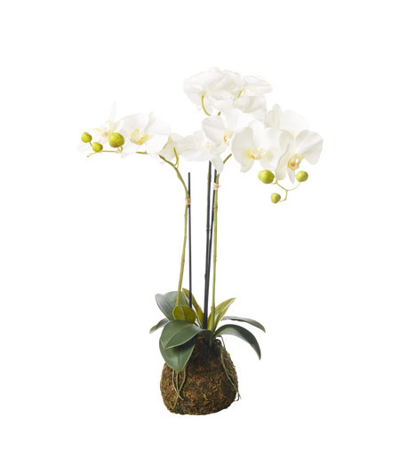 Small Faux Planted Phalaenopsis Gigantea Orchid- Purple | OKA US