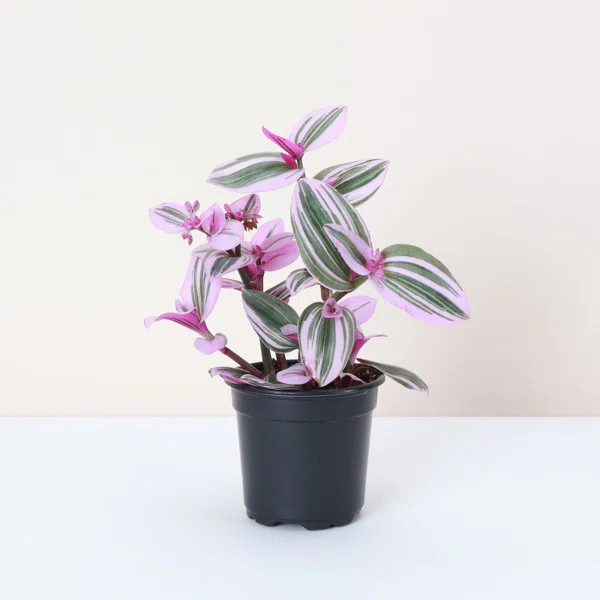 Live Tradescantia Nanouk Plant | Wayfair North America