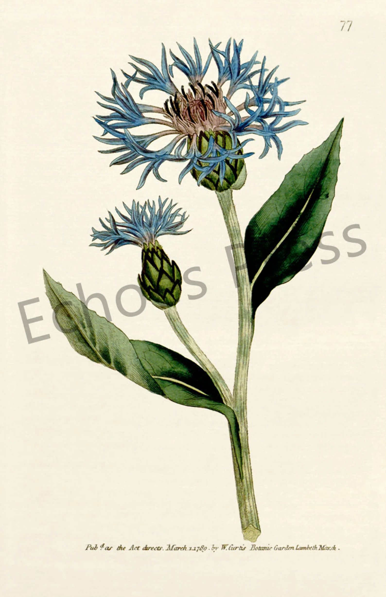 Antique Botanical Flower Print: centaurea Montana or | Etsy | Etsy (US)