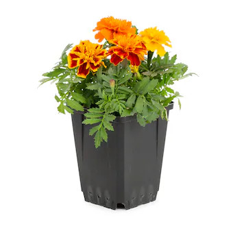 Lowe's Multicolor French Marigold (Dwarf) in 1-Pint Pot | Lowe's
