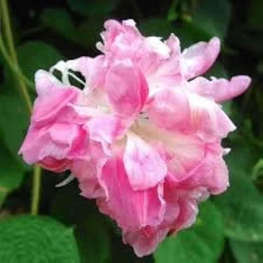 Park Seed Morning Glory Vine Flower Plant Seeds, Easy to Grow, Perfect for Spring Garden, Split S... | Amazon (US)