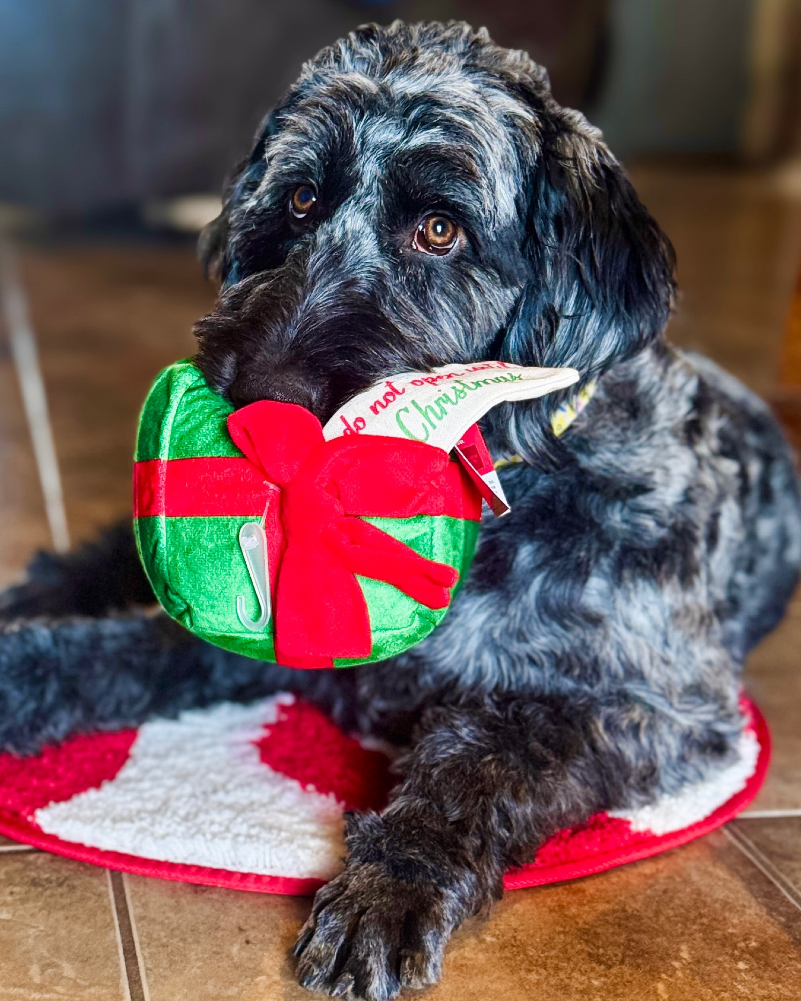 Our dog loves this Christmas themed chew toy! We decided to do a Christmas dog stocking for our pup but we caved and gave it to her a little early🤭 Follow for more!



Christmas, Christmas gift, Christmas gift 2024, Christmas gift guide, dogs Christmas gift, Christmas gift pets, Christmas gift ideas, Christmas ltk, ltk Christmas,xmas gifts, Christmas items, dog gift, gifts for dogs, Christmas dog gifts, Pet gift, pet gift guide, gift guides, dog gift guide, dog gifts, dog chew toy, dog stocking stuffers

#LTKGiftGuide #LTKHoliday #LTKFindsUnder50