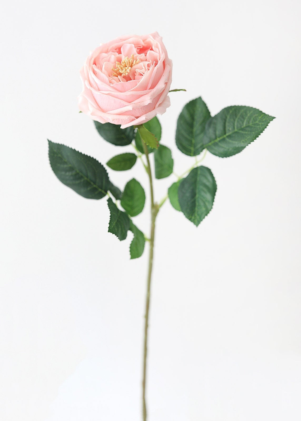 Real Touch Austin English Rose in Peach Blush - 24" | Afloral (US)