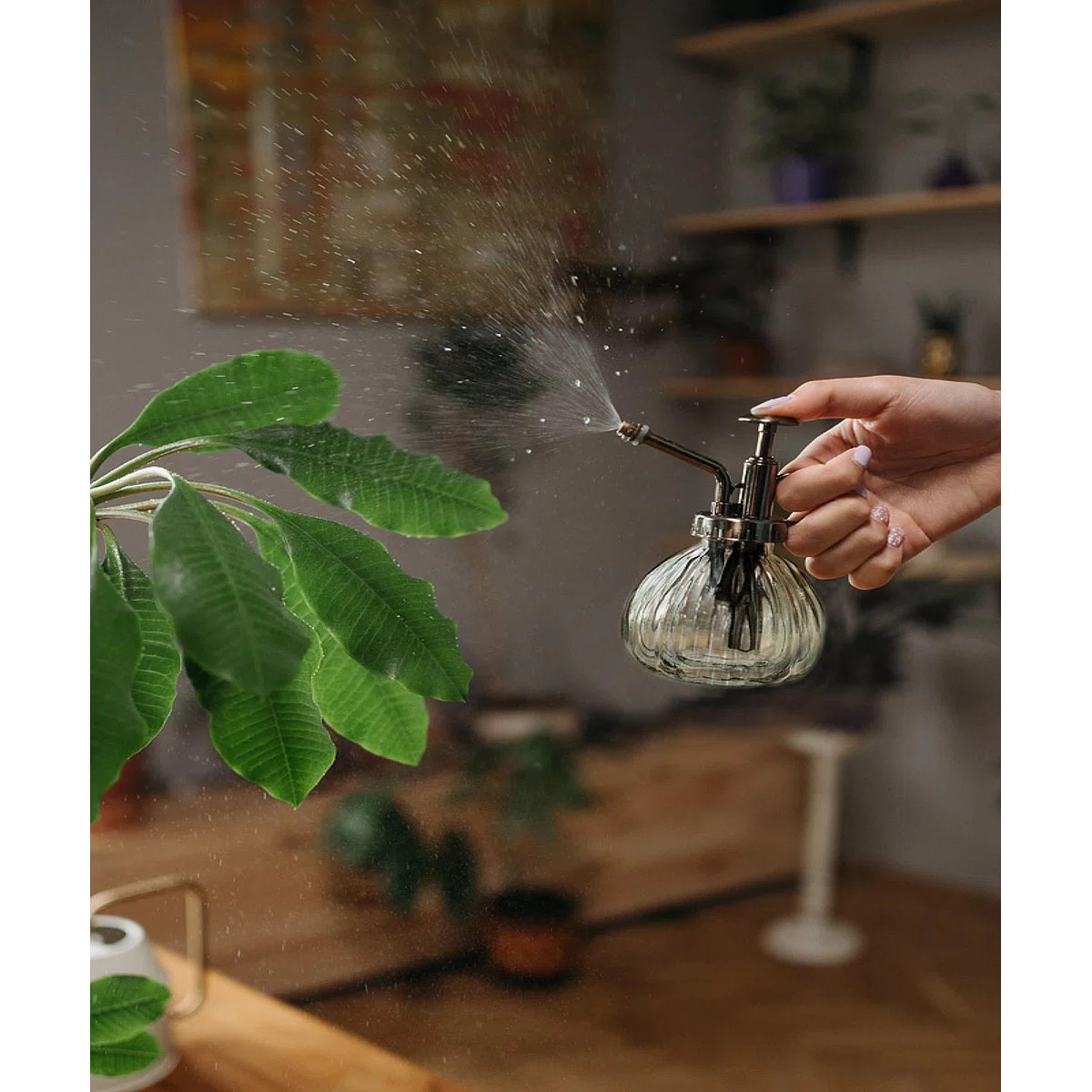Clear Plant Mister Bottle | Wayfair North America